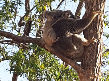 A Koala enjoying him or herself