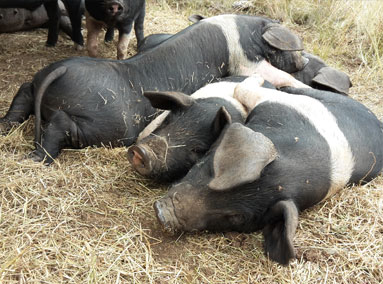 Some of the pigs